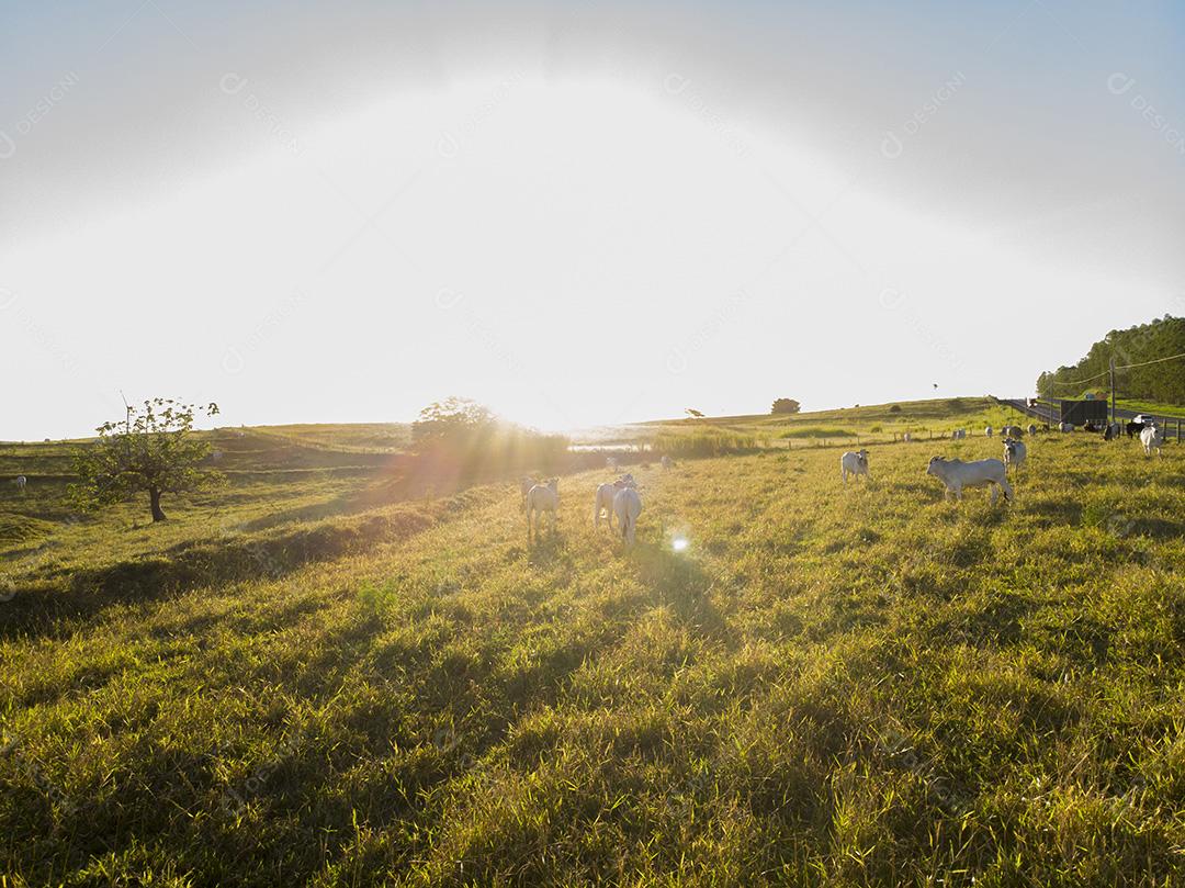 Rebanho de bois em pastagem no Brasil ao pôr do sol