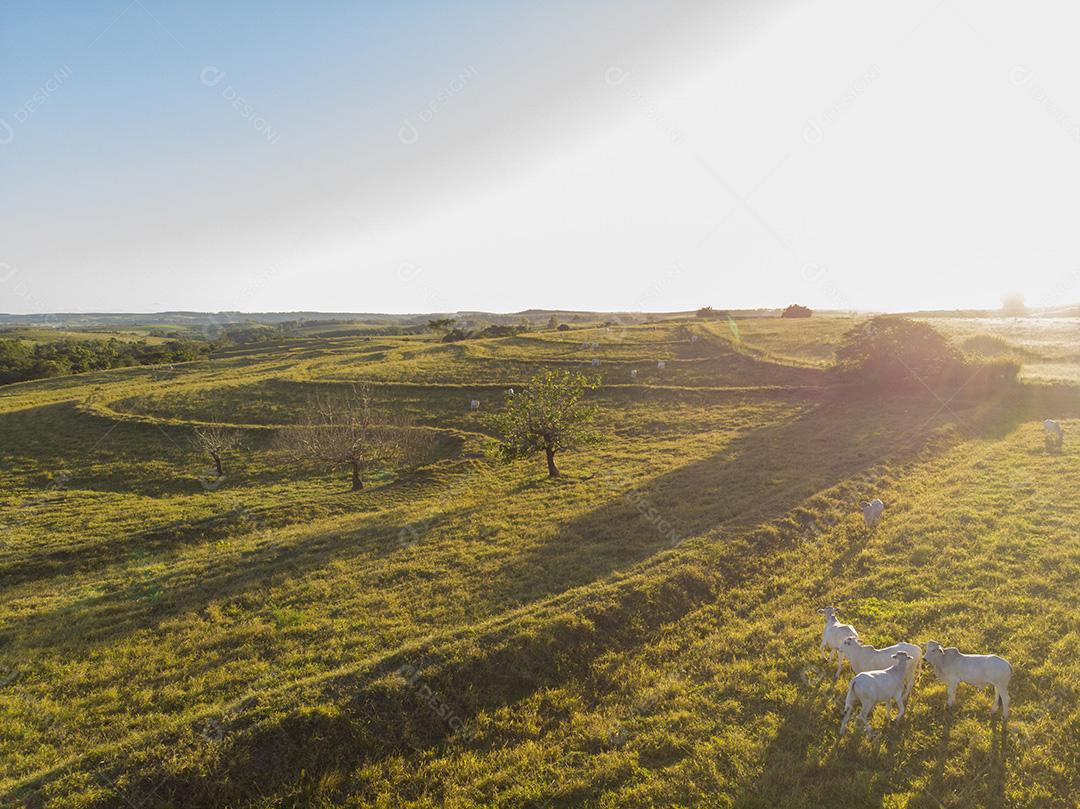 Rebanho de bois em pastagem no Brasil ao pôr do sol