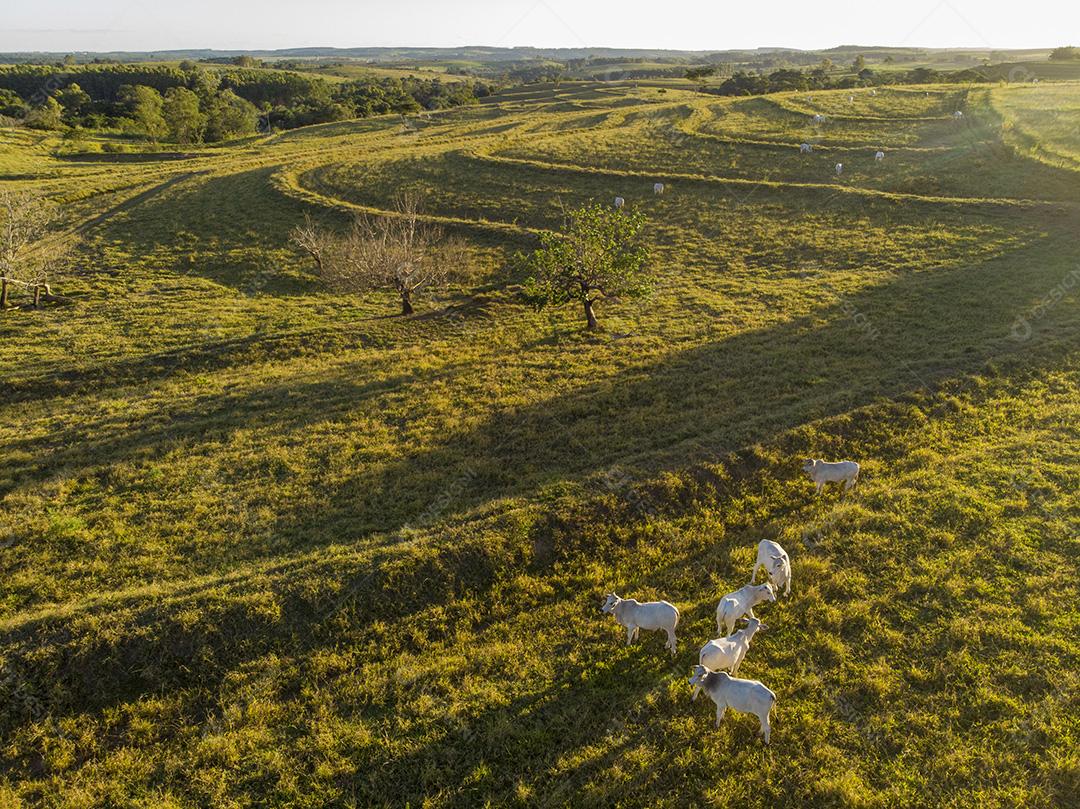 Rebanho de bois em pastagem no Brasil ao pôr do sol