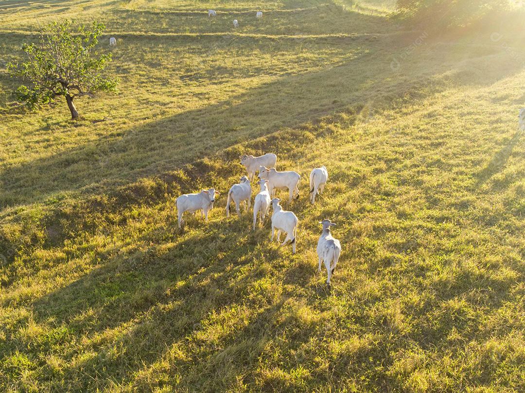 Rebanho de bois em pastagem no Brasil ao pôr do sol