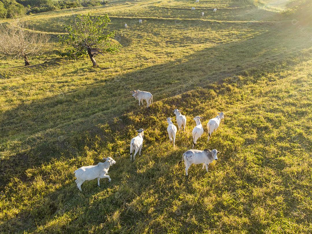 Rebanho de bois em pastagem no Brasil ao pôr do sol