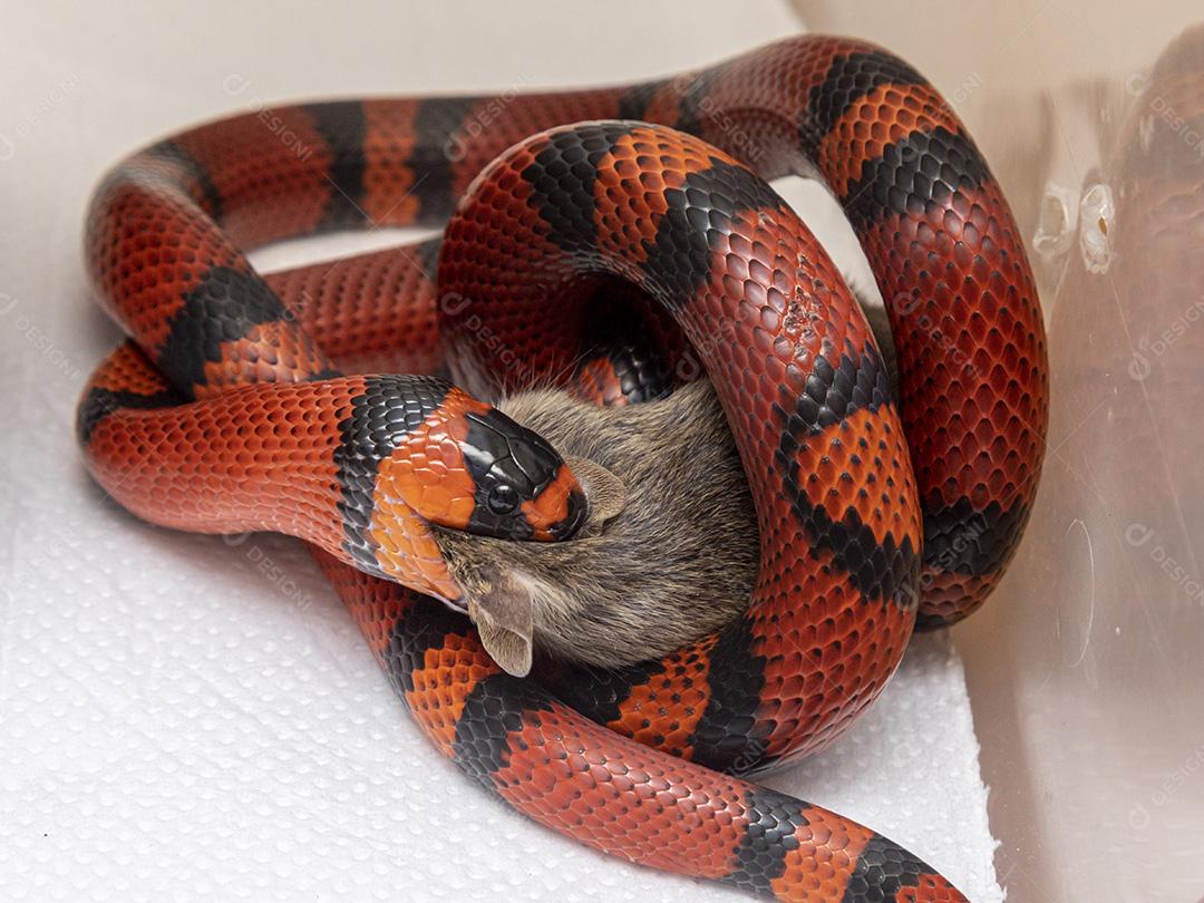 Cobra Lampropeltis triangulum hondurensis comendo um rato abatido no laboratório