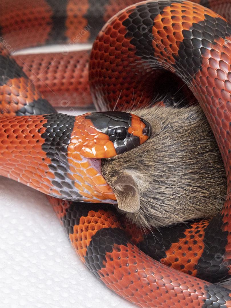 Cobra Lampropeltis triangulum hondurensis comendo um rato abatido no laboratório