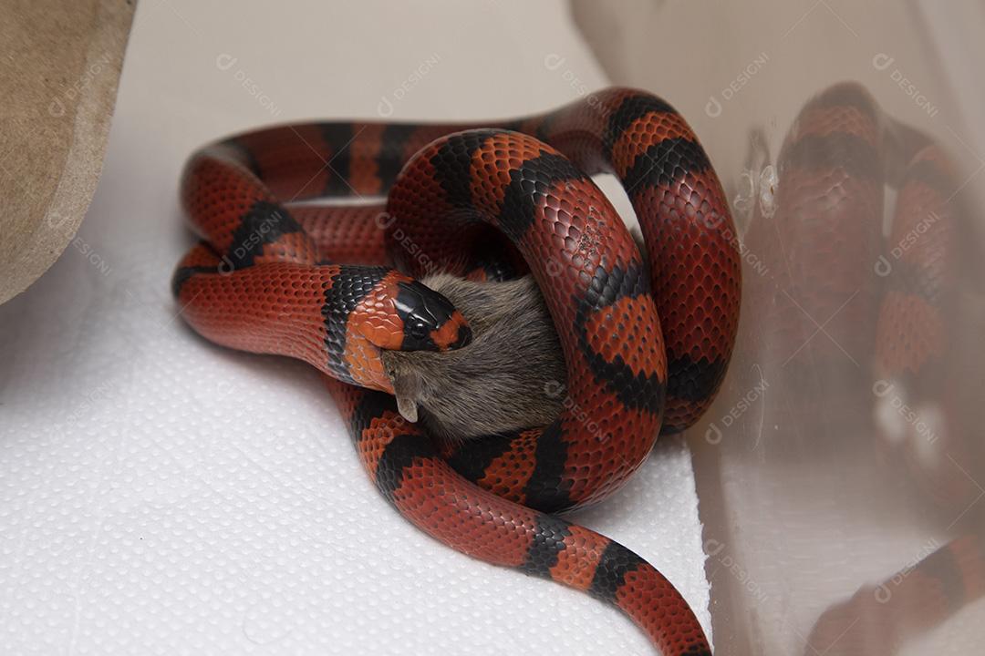 Cobra Lampropeltis triangulum hondurensis comendo um rato abatido no laboratório