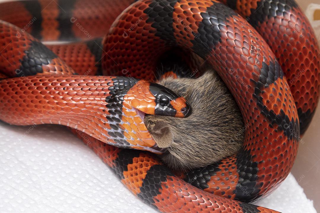 Cobra Lampropeltis triangulum hondurensis comendo um rato abatido no laboratório