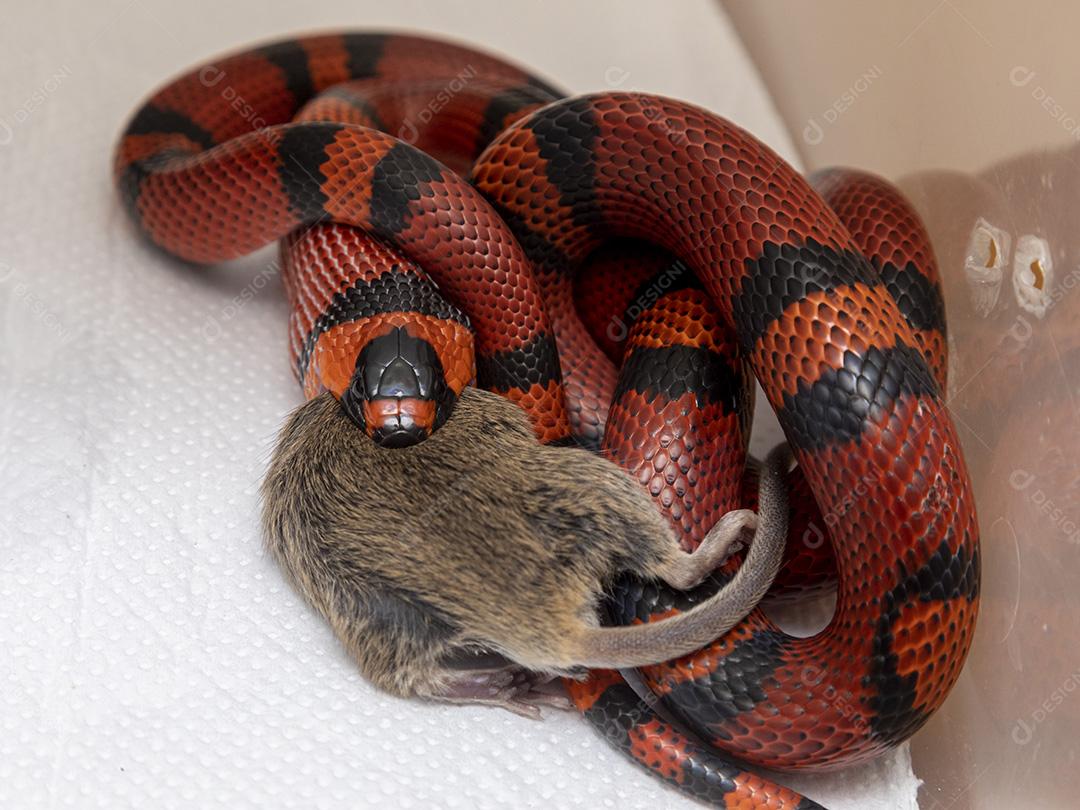 Cobra Lampropeltis triangulum hondurensis comendo um rato abatido no laboratório