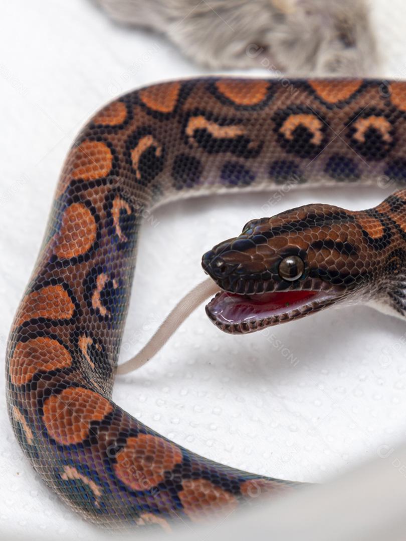 Cobra comendo um rato abatido no laboratório