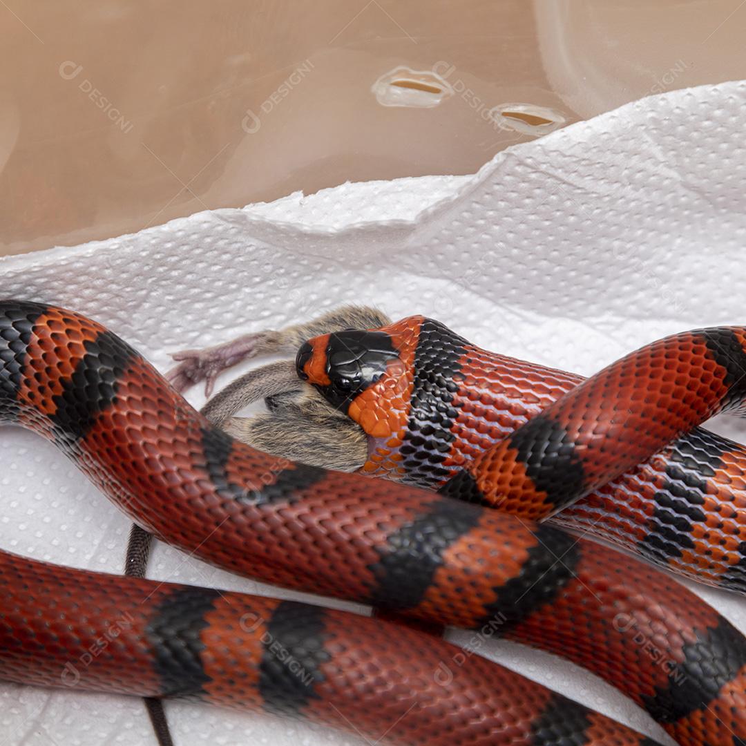 Cobra comendo um rato abatido no laboratório