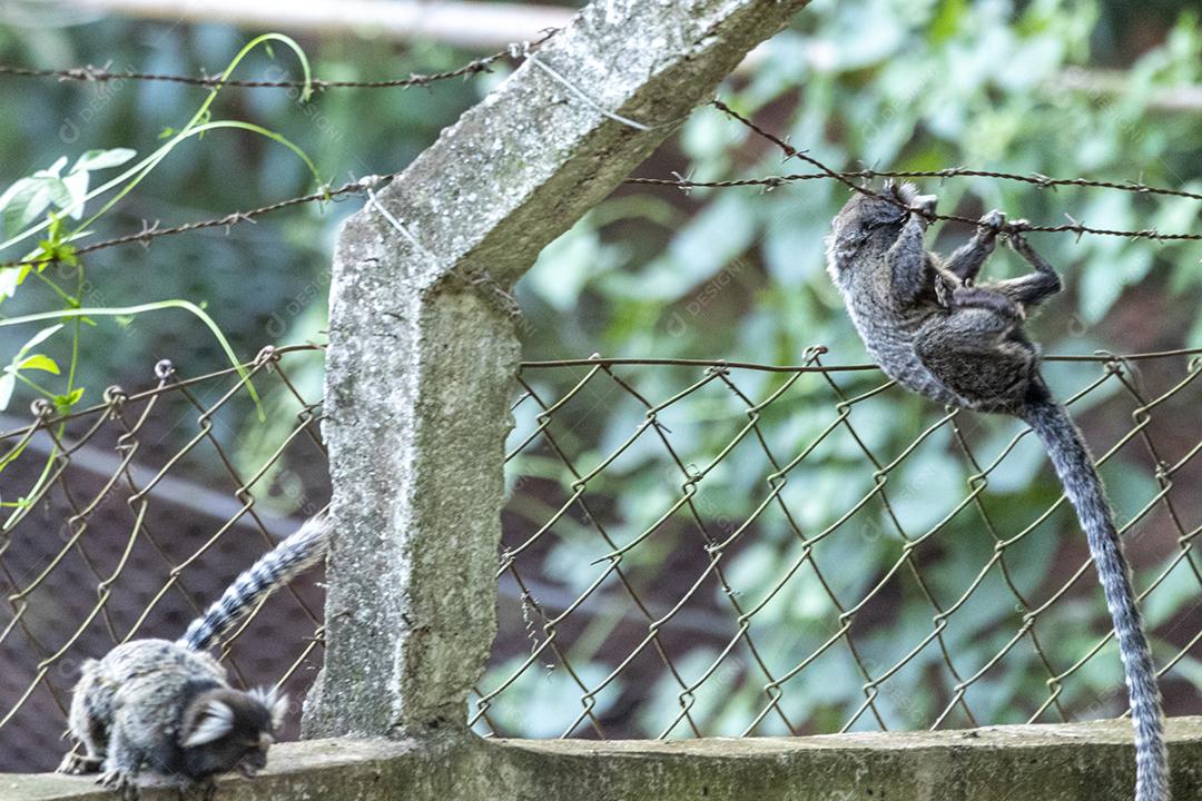 Animal macacos encima de um muro