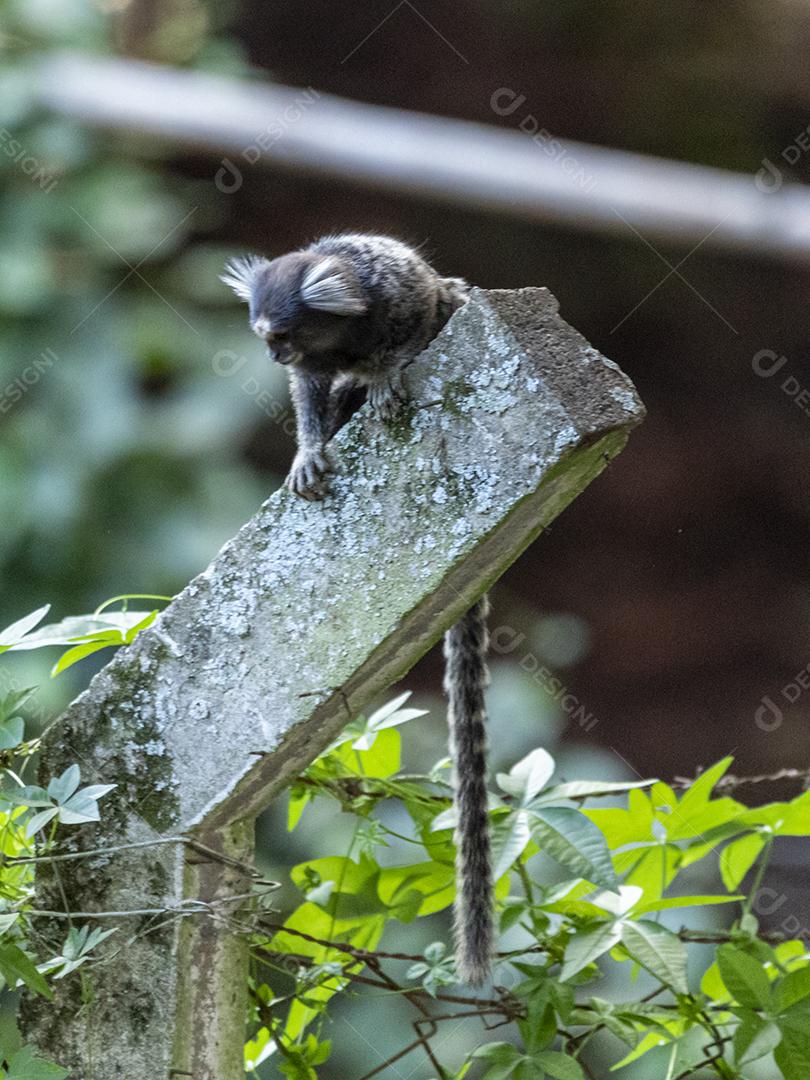Animal Casal de macacos encima de um muro
