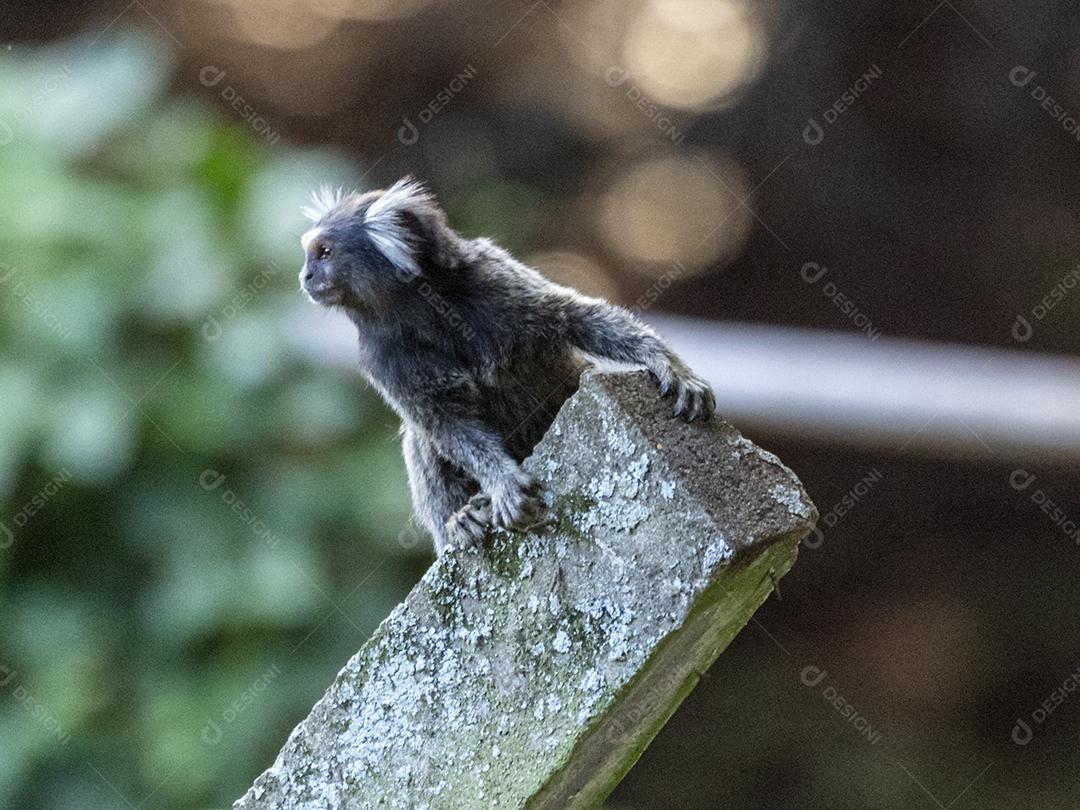 Animal Casal de macacos encima de um muro