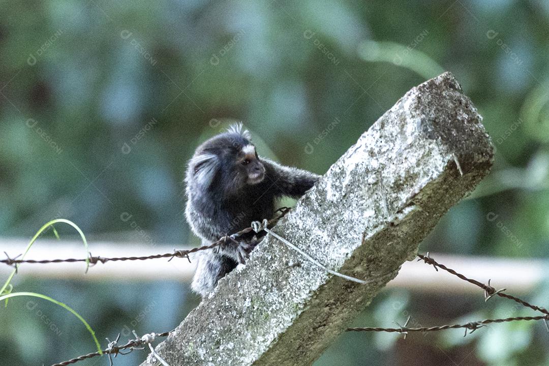 Animal Casal de macacos encima de um muro