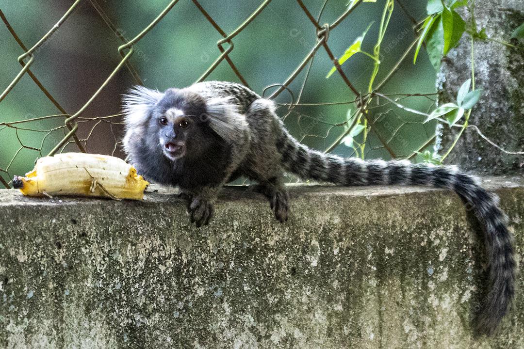 Animal Casal de macacos encima de um muro