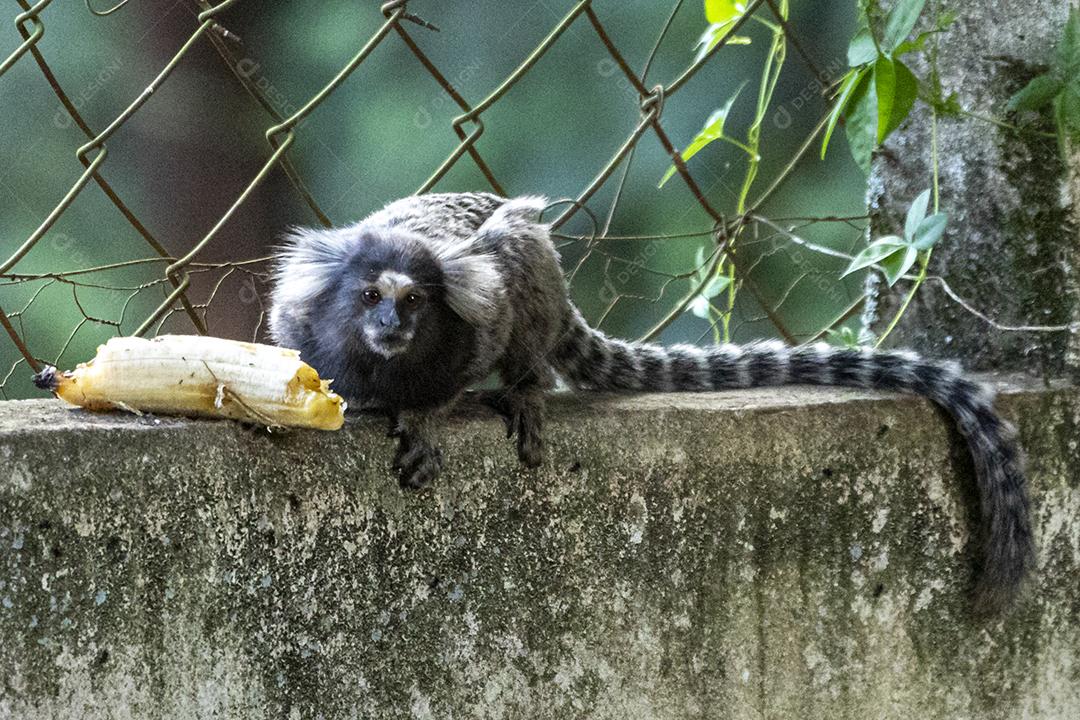 Animal Casal de macacos encima de um muro