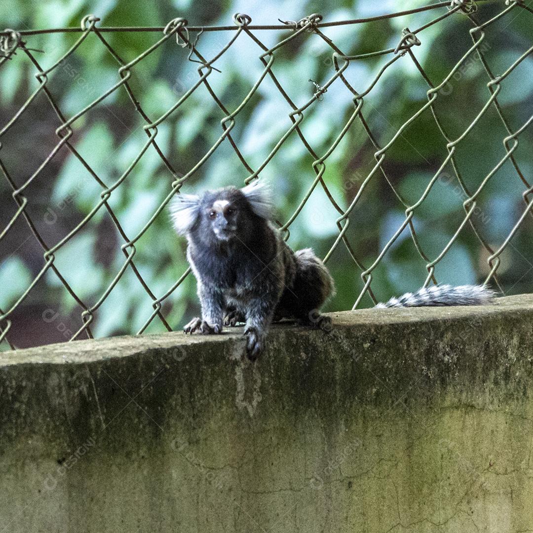 Animal macacos encima de um muro
