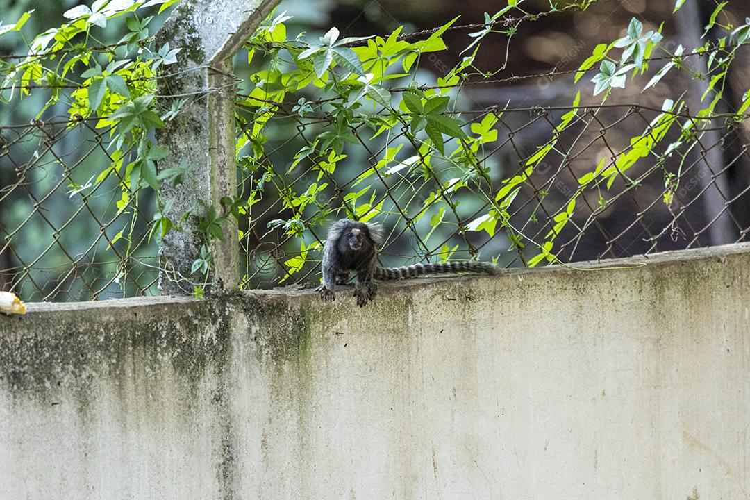 Animal macacos encima de um muro