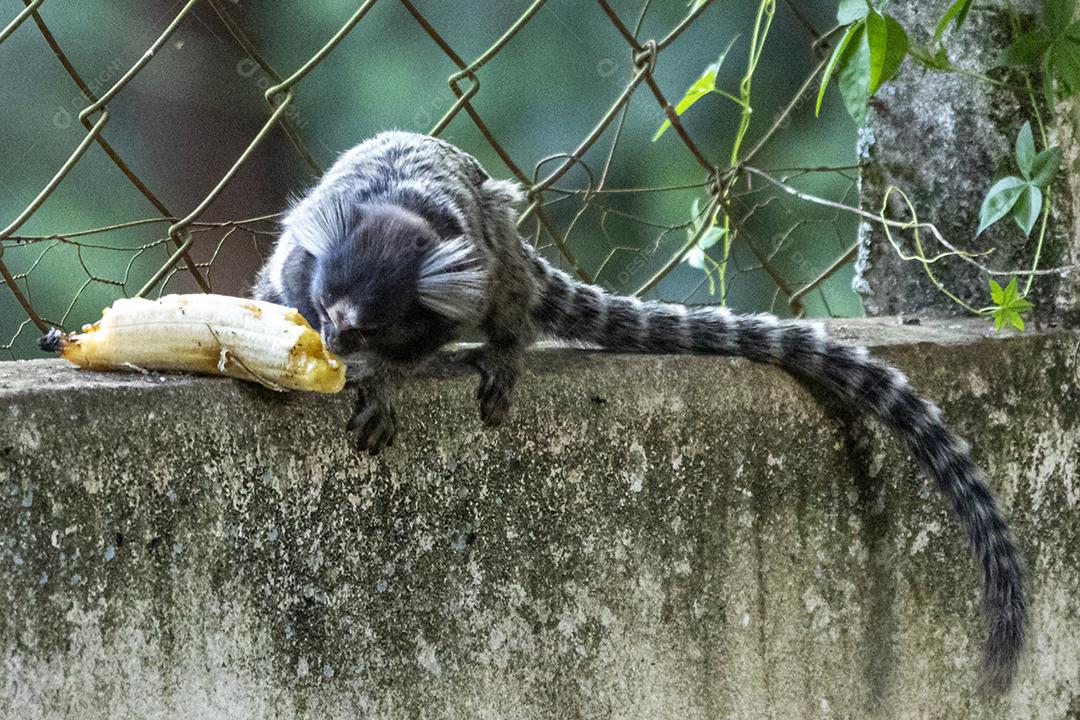 Animal macacos encima de um muro