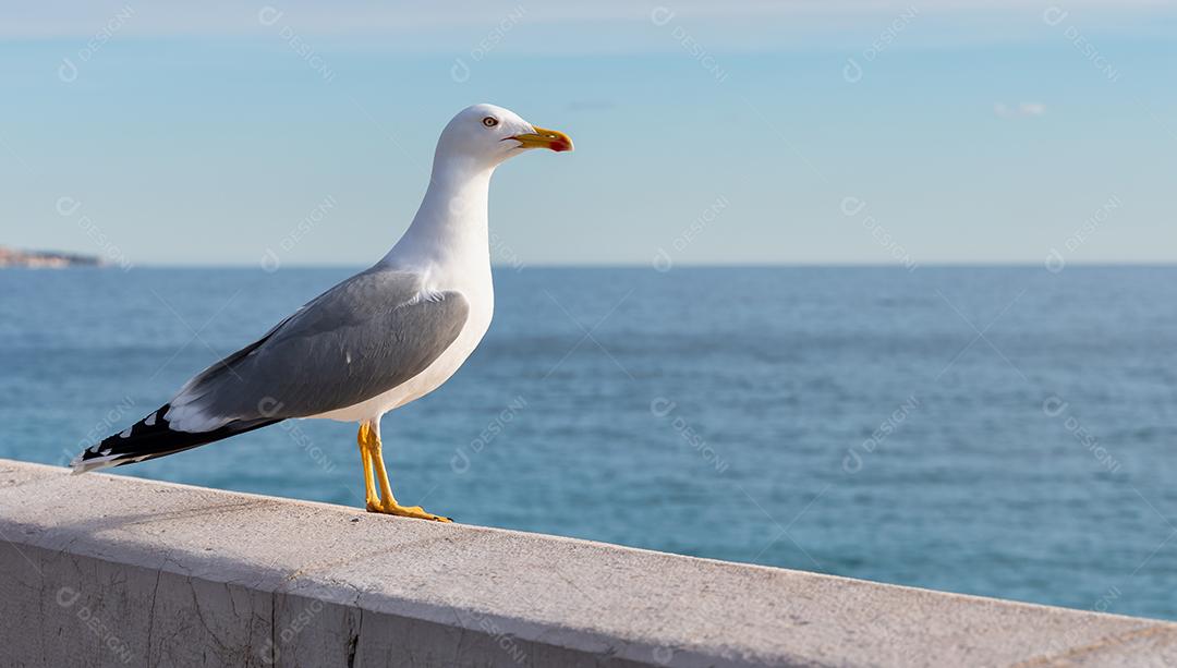 gaivota em pé em terra olhando para o mar
