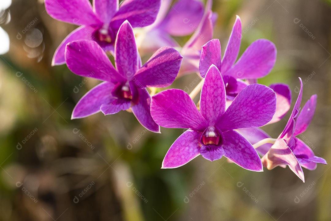 Orquideas JPG