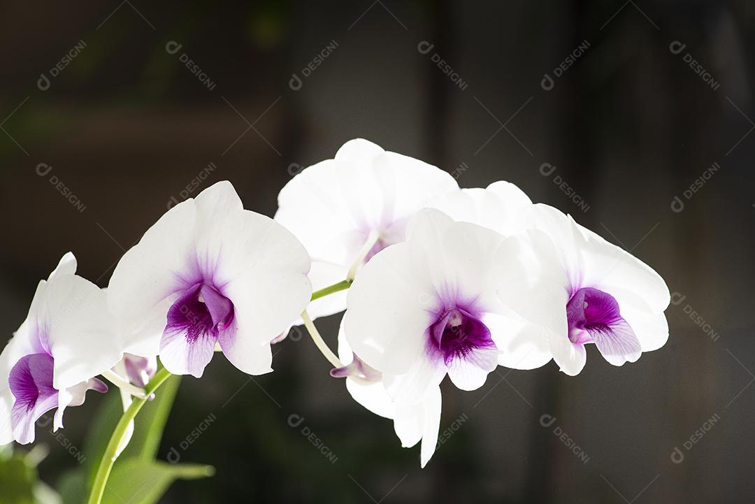 Orquideas JPG