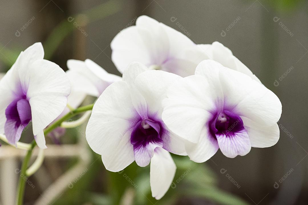 Orquideas JPG