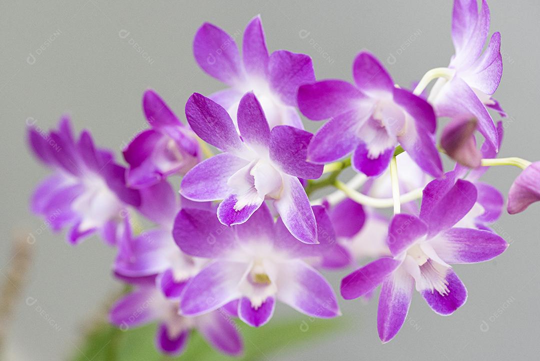 Orquideas  JPG