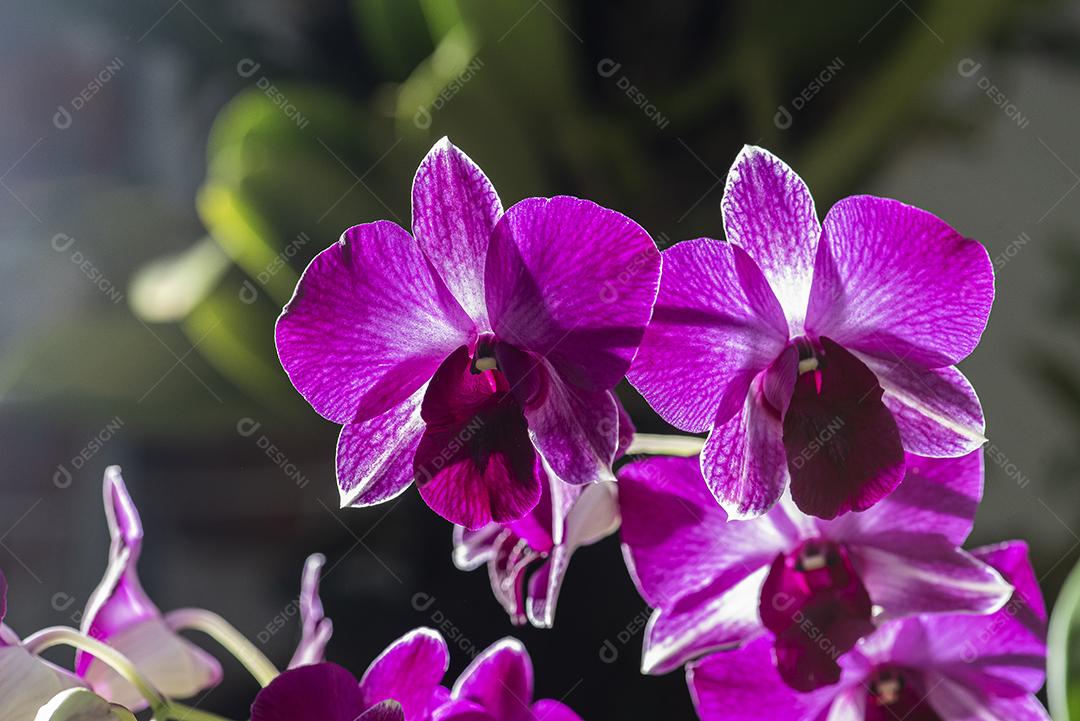 Orquideas  JPG