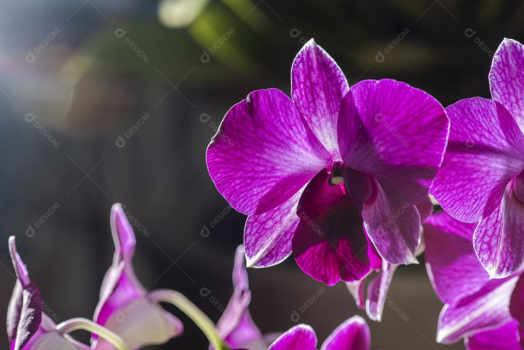 Orquideas JPG