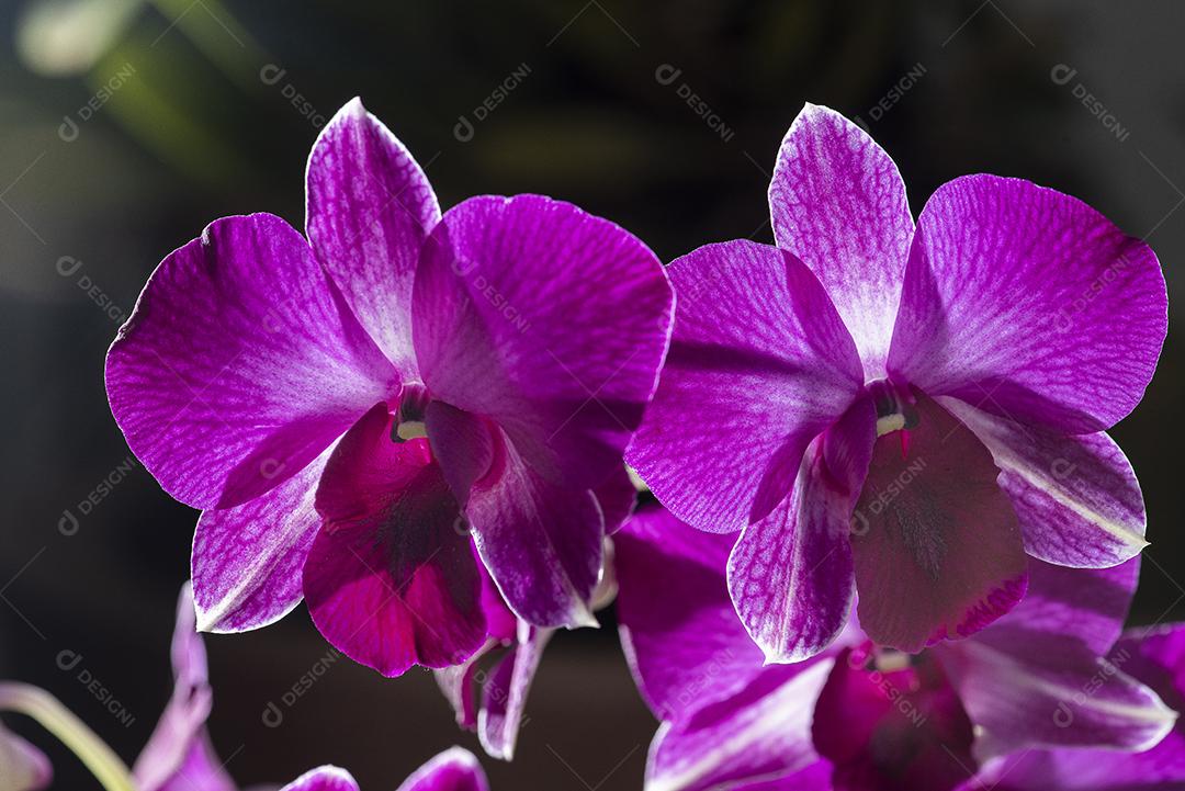 Orquideas JPG