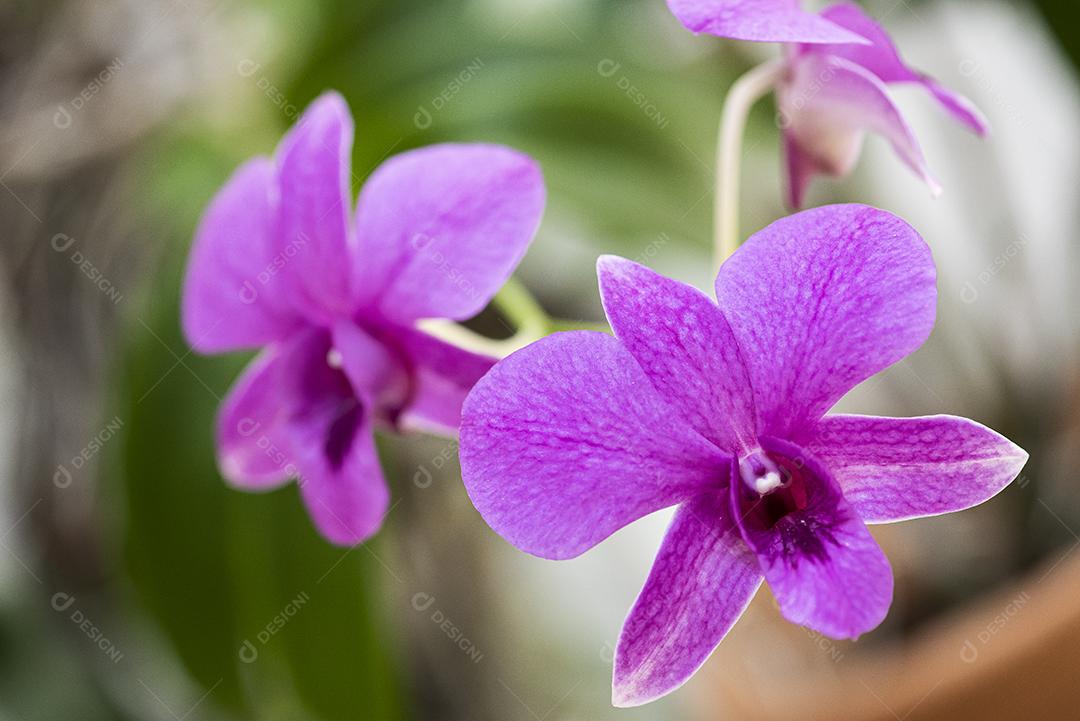 Orquideas  JPG