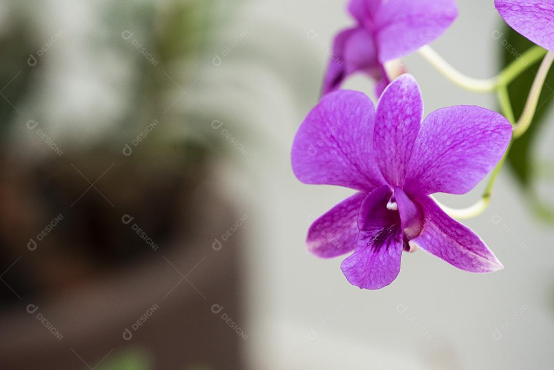 Orquideas JPG