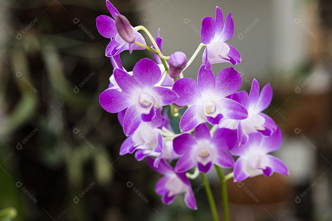 Orquideas  JPG