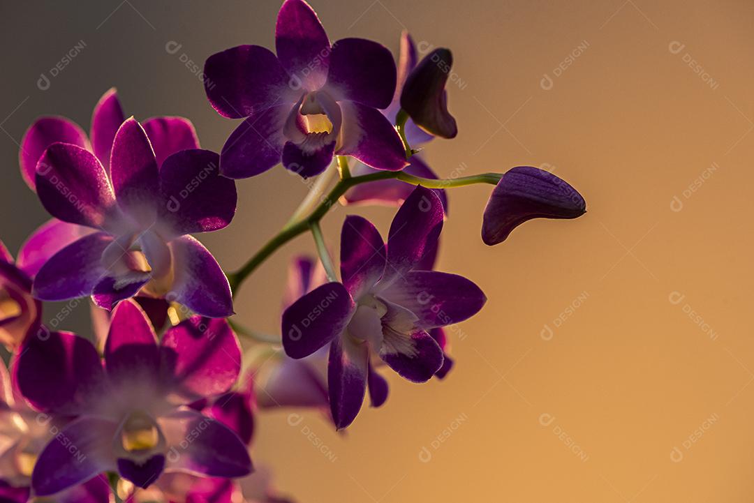 Orquideas  JPG