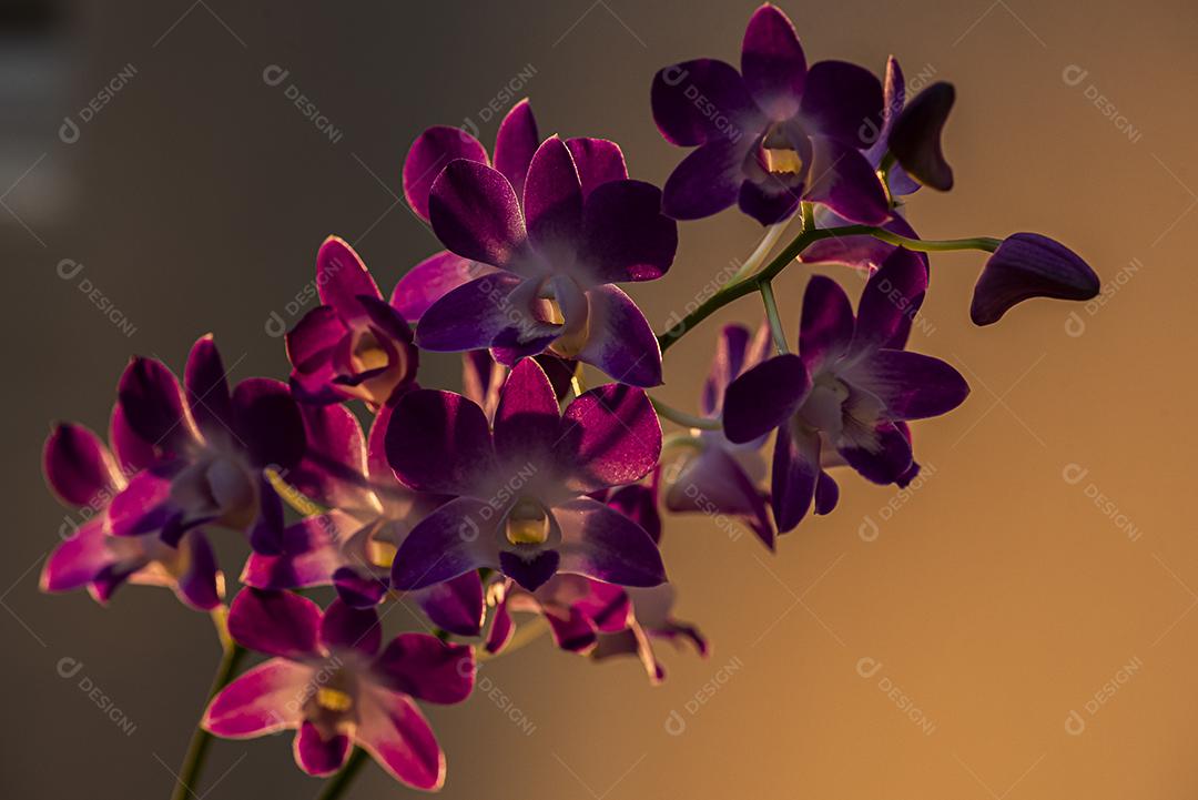 Orquideas  JPG