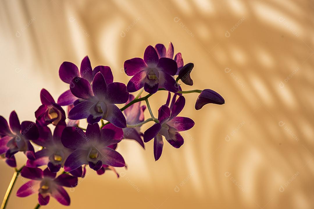 Orquideas JPG