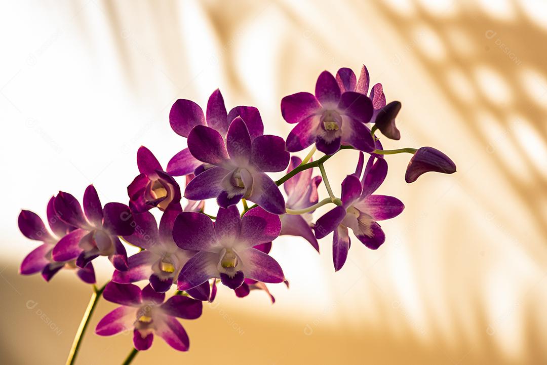 Orquideas  JPG