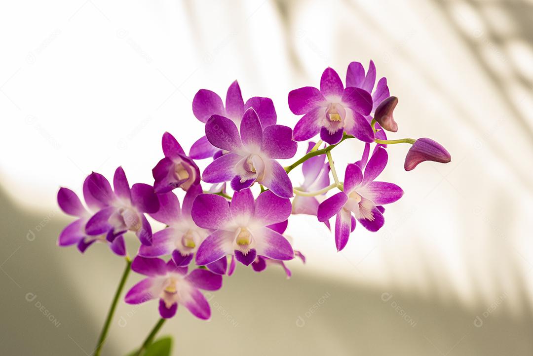 Orquideas  JPG