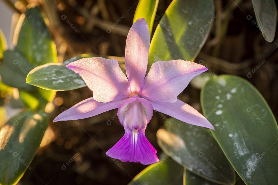 Orquideas  JPG