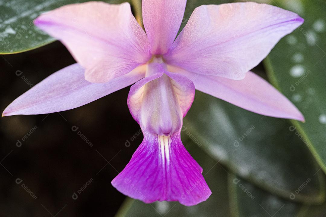 Orquideas JPG