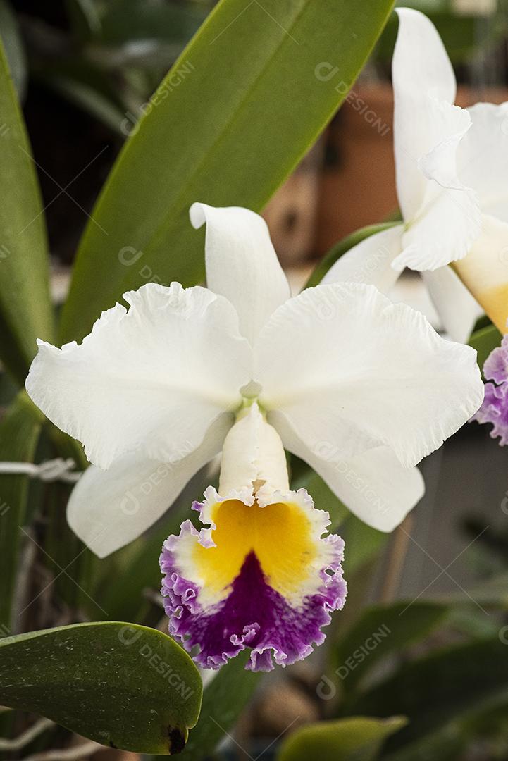 Orquideas JPG