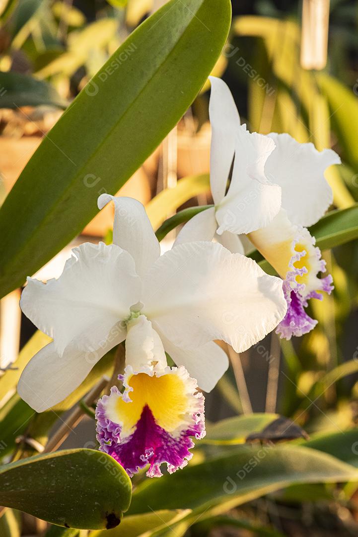 Orquideas  JPG