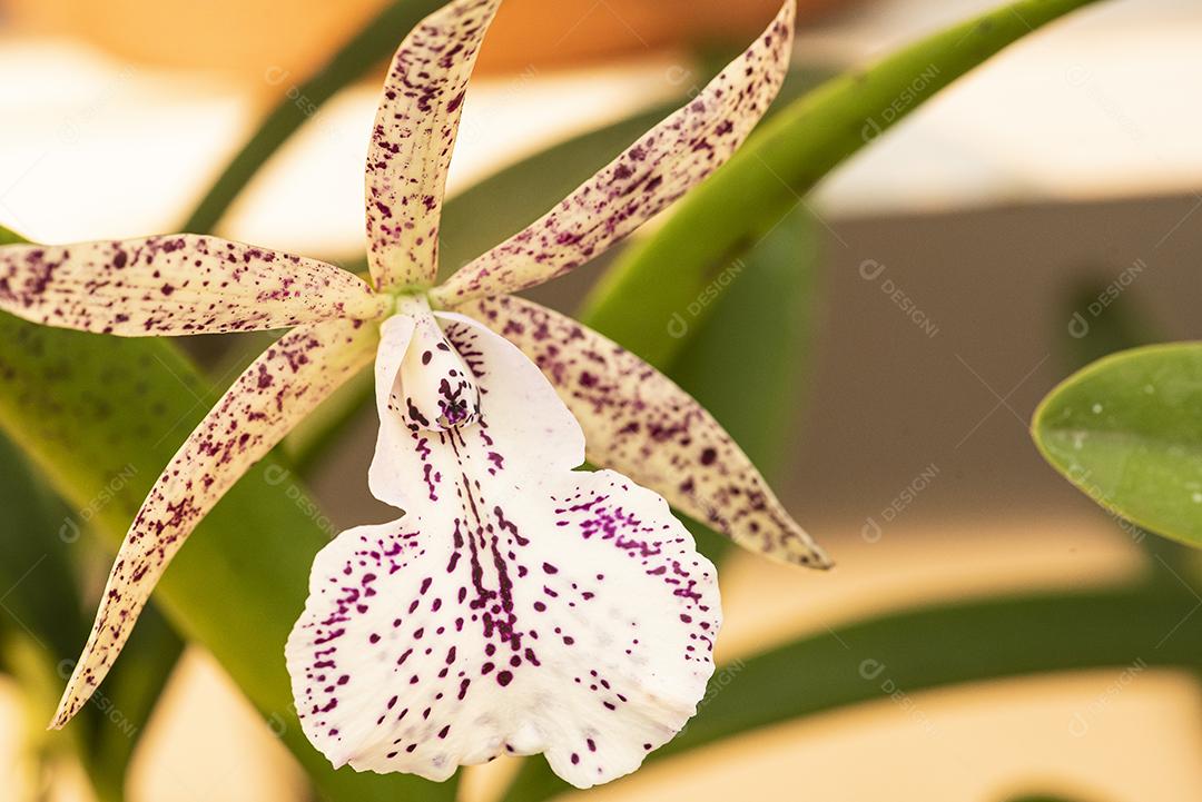 Orquideas JPG