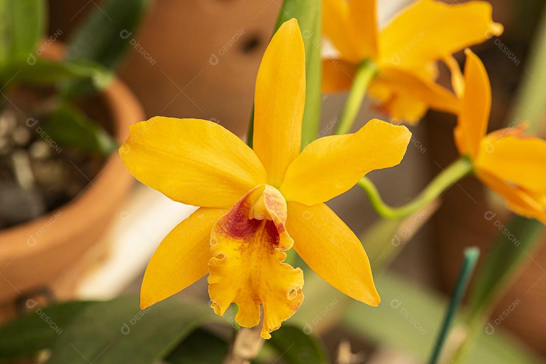 Orquideas  JPG