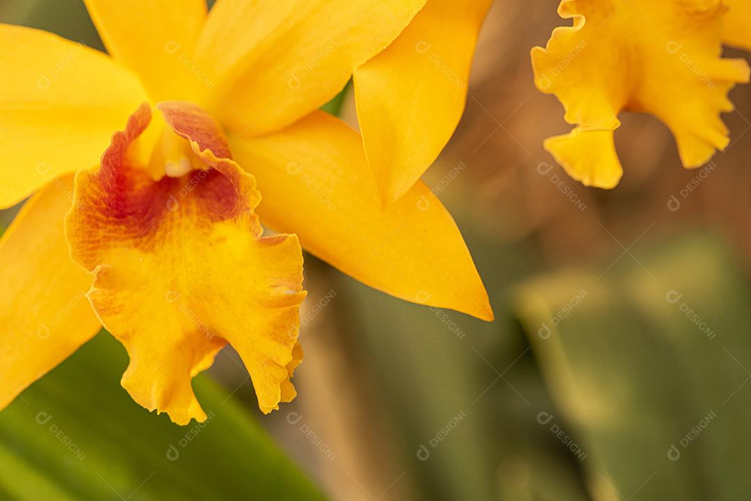 Orquideas  JPG