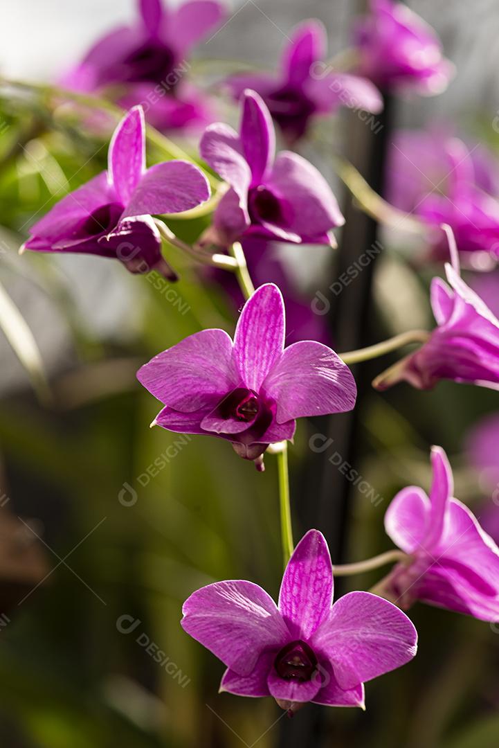 Orquideas  JPG
