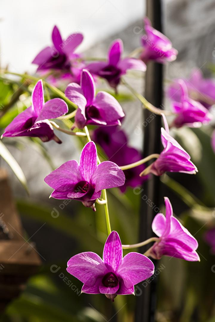 Orquideas  JPG