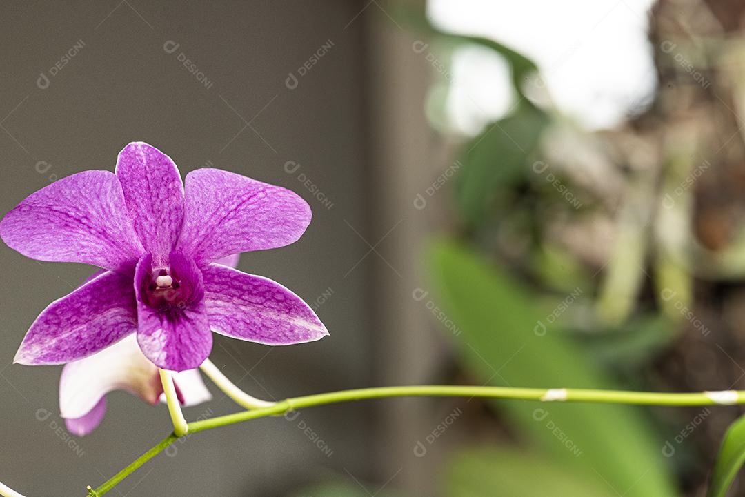 Orquideas  JPG