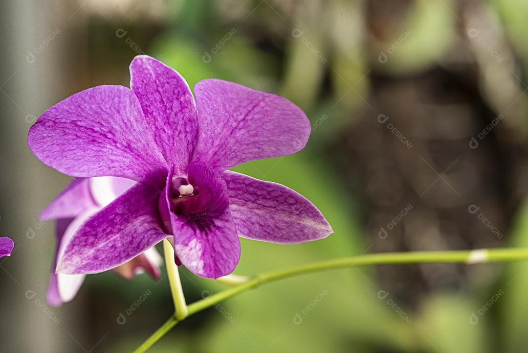 Orquideas JPG