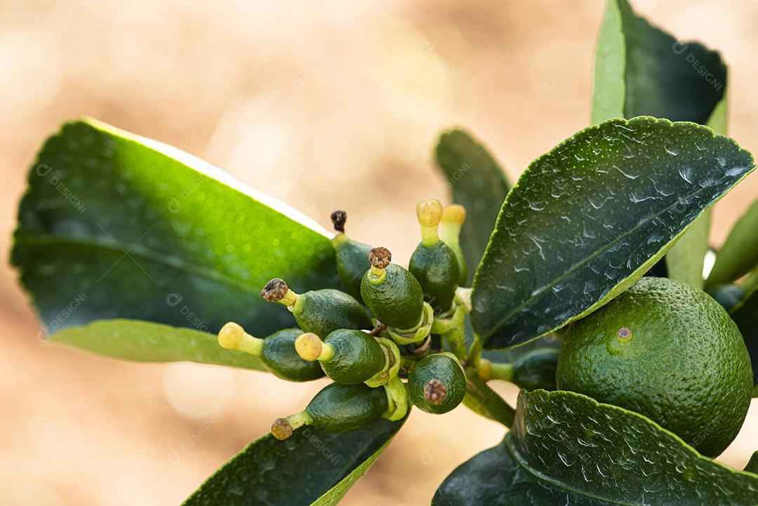 Plantação de limão. Foto da árvore, cultivo JPG