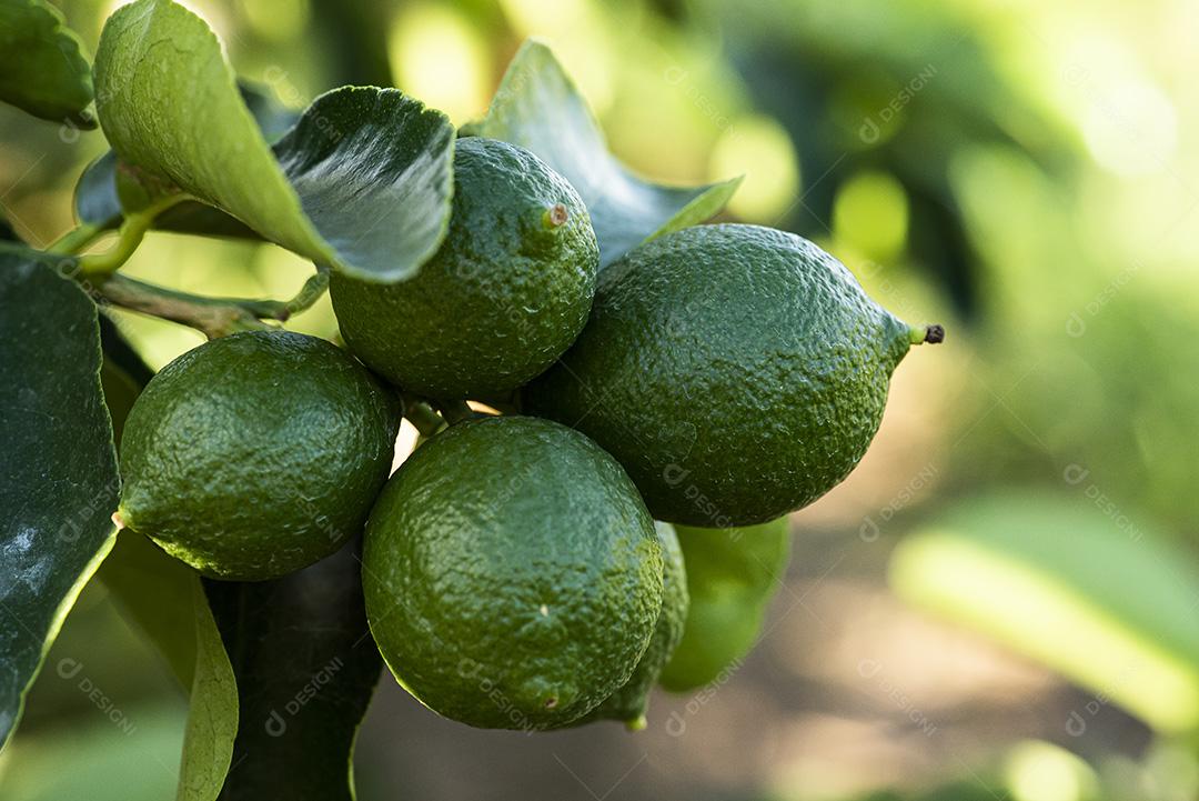 Plantação de limão. Foto da árvore, cultivo JPG